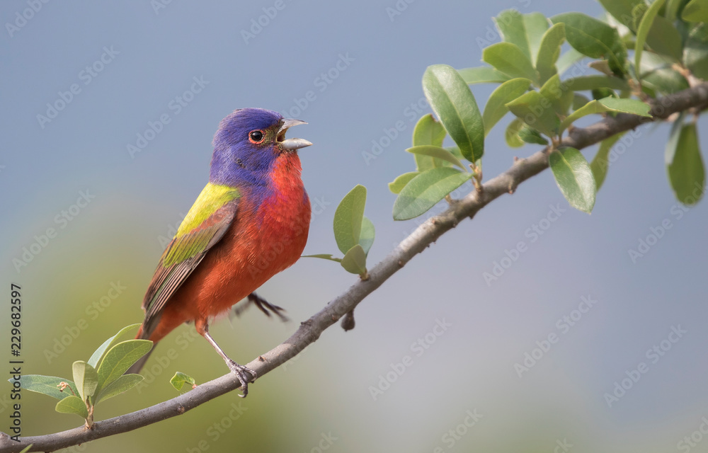Painted Bunting singing and dancing Painted Bunting singing and dancing