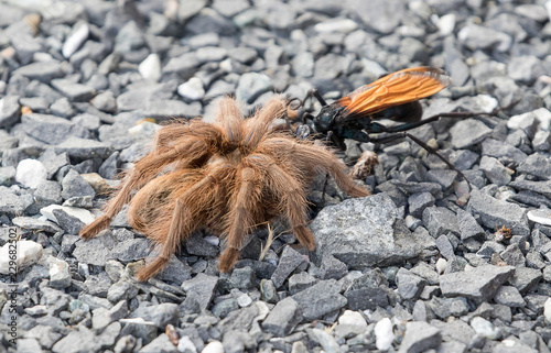Tarantula Hawk dragging its prey