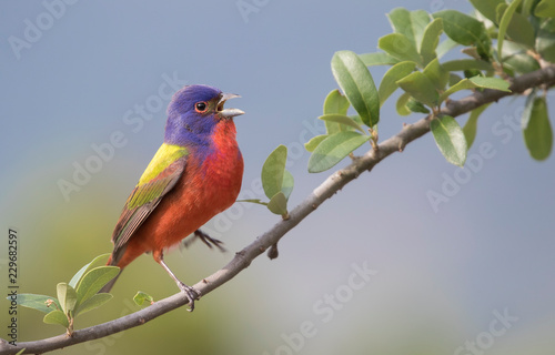 Painted Bunting singing and dancing