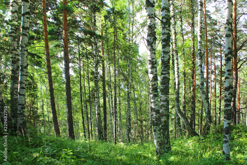 Naklejka premium Birch forest on a sun summer day