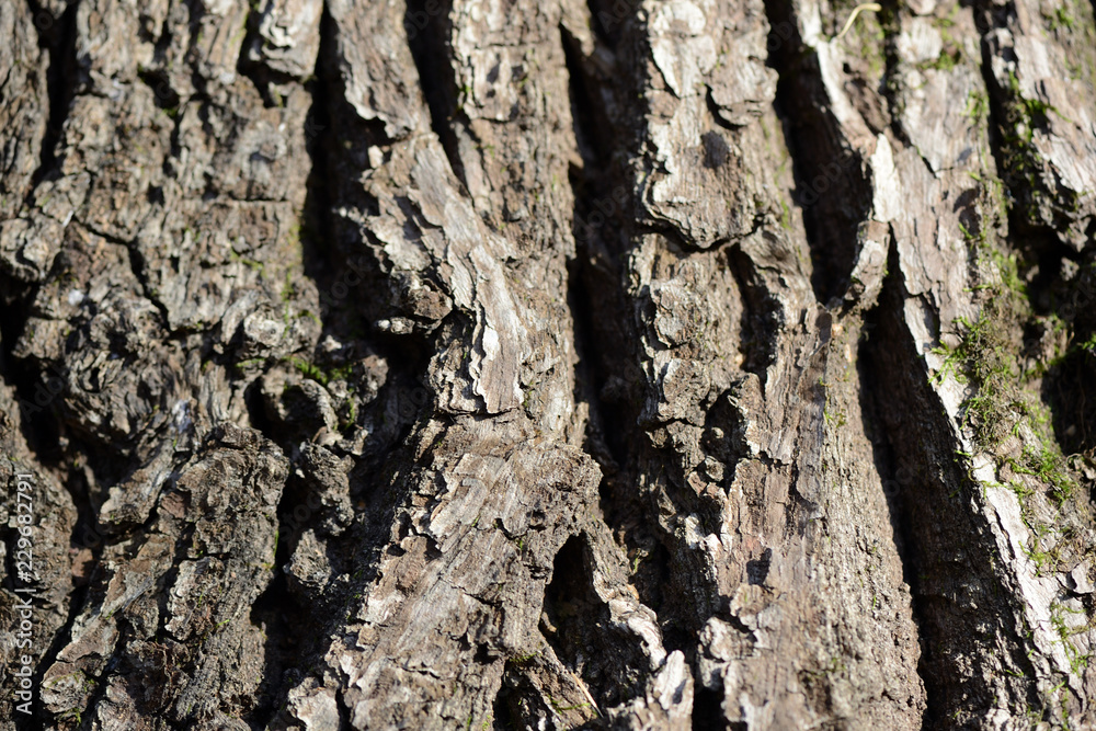 The bark of a pine tree illuminated by the sun close up The bark of a pine tree illuminated by the sun close up