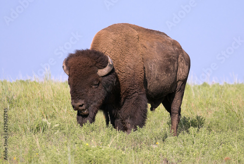 Timeless Bison