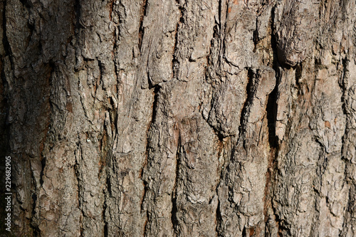 The bark of a pine tree illuminated by the sun close up