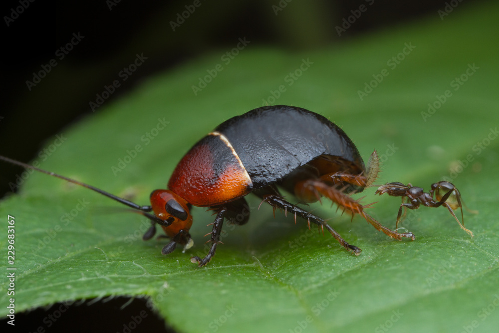 cockroach on green leaf cockroach on green leaf