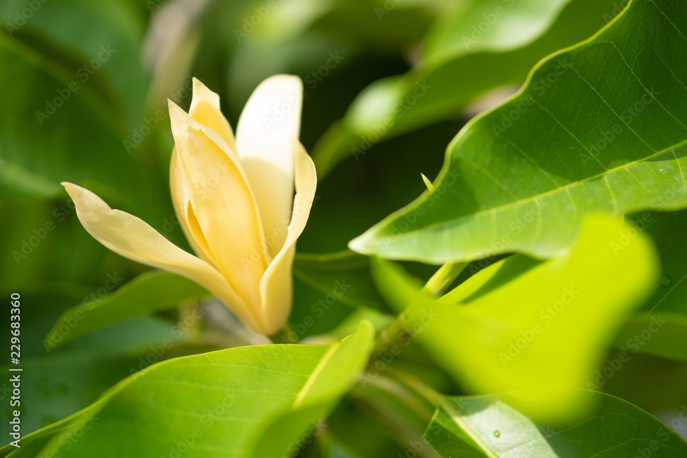 Fototapeta premium White Champaka Flowers and Green Leaves With Sunlight.