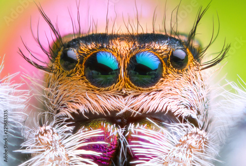 extreme magnified jumping spider head and eyes