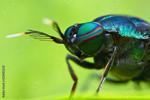 extreme magnified soldier fly head and eyes