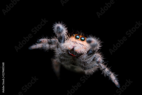jumping spider jump in the air with black background in nature