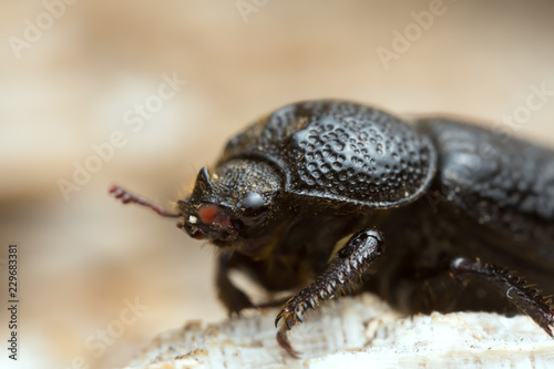 Male rhinoceros beetle, Sinodendron cylindricum on wood © Henrik Larsson