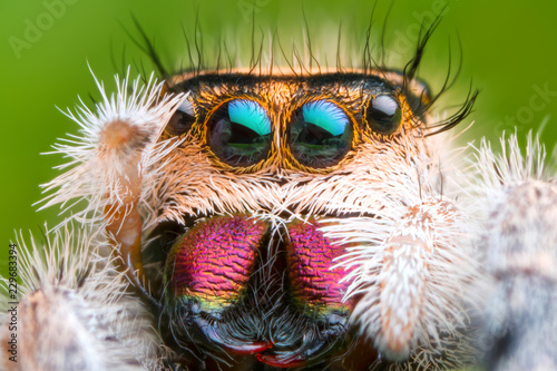 extreme magnified jumping spider head and eyes