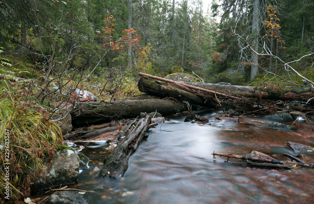 Obraz premium Untouched natural river running through forest in autumn, dalarna, sweden