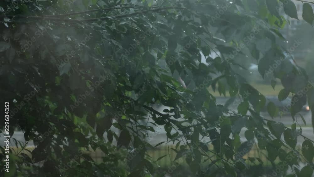 Rain drops on the window on the dark trees background. Rain drops on the window on the dark trees background.