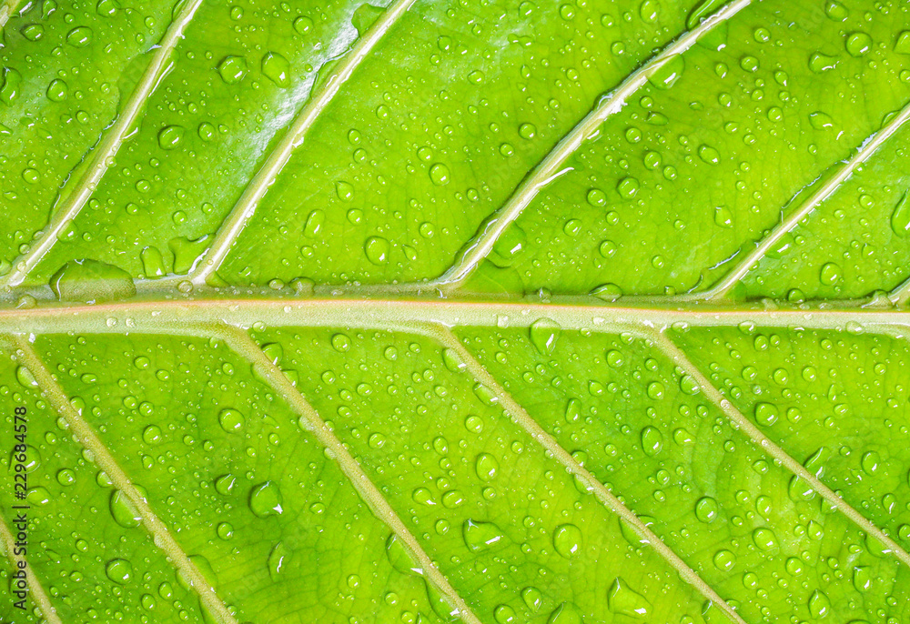 sparkle of Droplets on surface leaf sparkle of Droplets on surface leaf