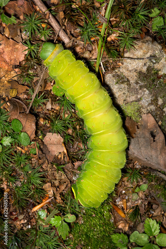 Caterpillar of a luna moth in New Hampshire woods. © duke2015