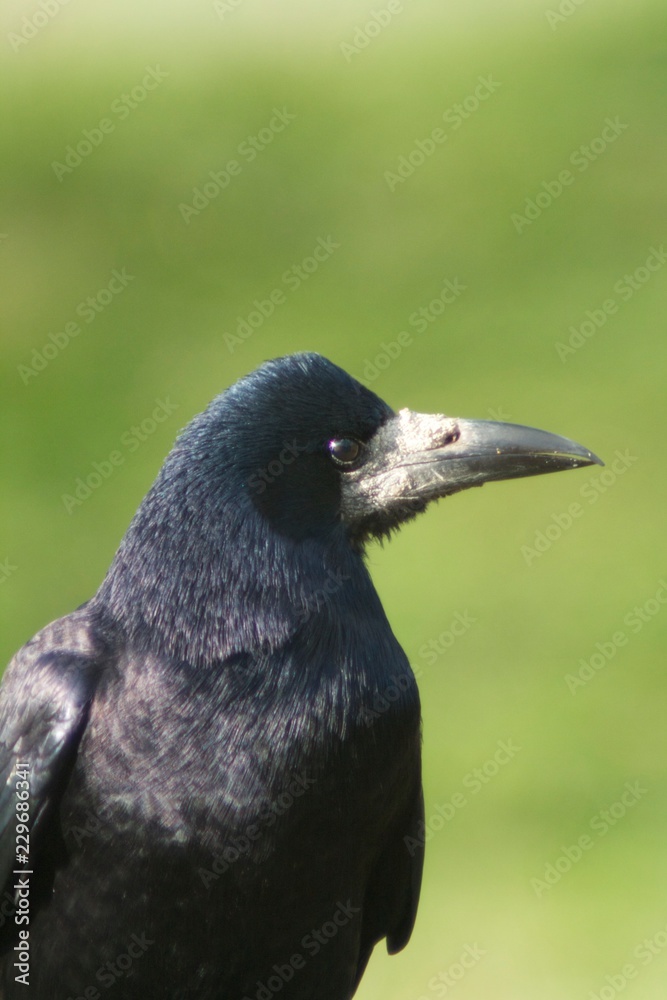 Obraz premium Crow 