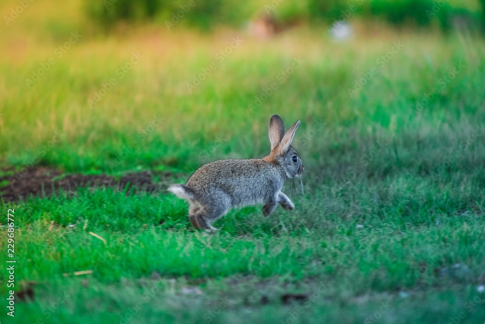 Fototapeta premium rabbit