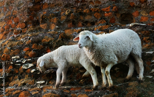Sheep standing on a wall