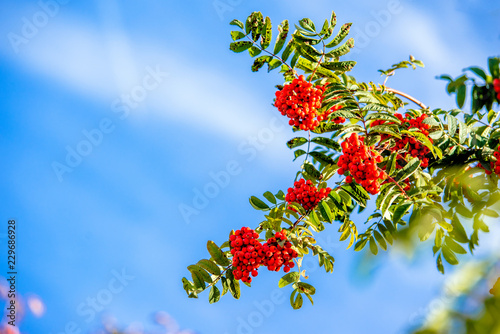 Rowan branches with red berries on blue sky background 