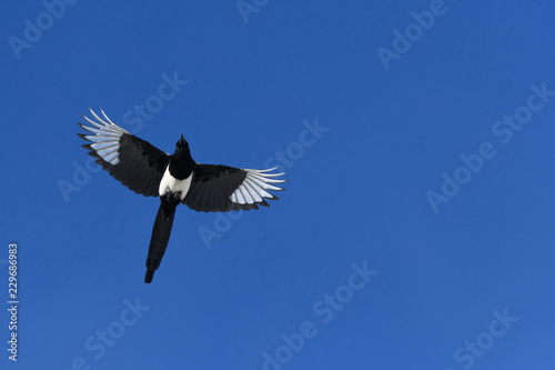 Valokuvatapetti Black-billed Magpie in flight in the Rocky Mountains, Colorado