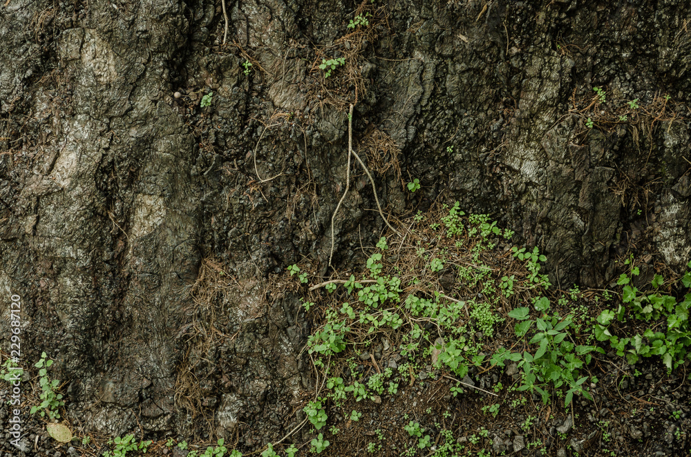 background of the broken land, broken dirt wall with small green leaves background of the broken land, broken dirt wall with small green leaves