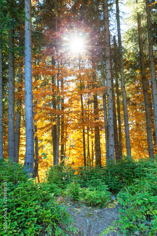 Autumn forest on sunny day