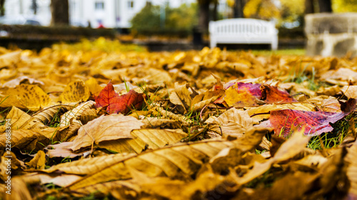 Bench in autumn park. Autumn landscape.