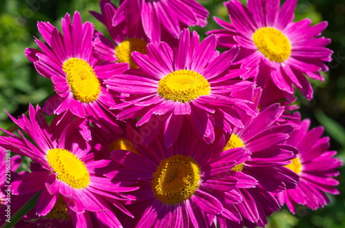 Fototapeta Naklejka Na Ścianę i Meble -  The pink pyrethrum (lat. Pyrethrum roseum)  in garden close-up