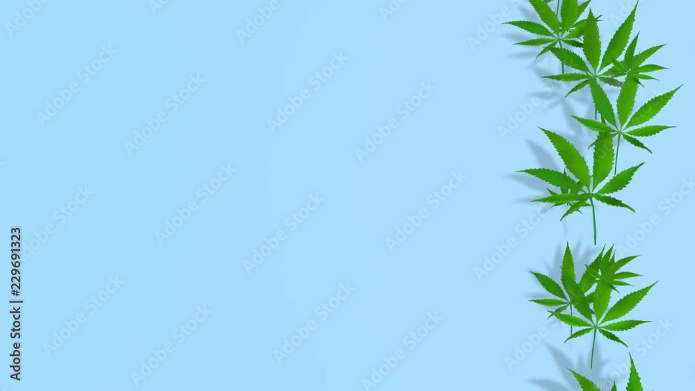 Cannabis, marijuana on blue background. Vertical scrolling.Black and white alpha matte included. 3d animation Cannabis, marijuana on blue background. Vertical scrolling.Black and white alpha matte included. 3d animation