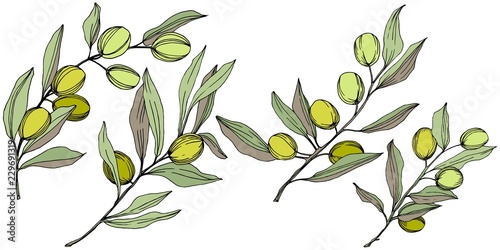 Olive tree in a vector style isolated. Green engraved ink art. Full name of the plant: Branches of an olive tree. Vector olive tree for background, texture, wrapper pattern, frame or border.
