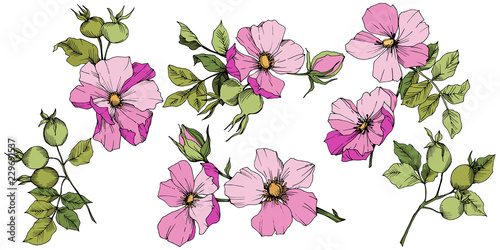 Wildflower rosa canina in a vector style isolated. Pink engraved ink art. Vector flower for background, texture, wrapper pattern, frame or border.