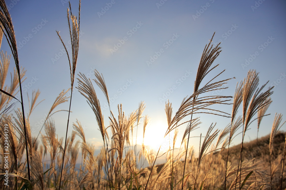 Fototapeta premium 黄金色に輝く葛城高原のすすき 2018年 秋