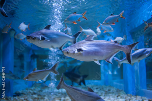 Water fish in Asian Aquarium