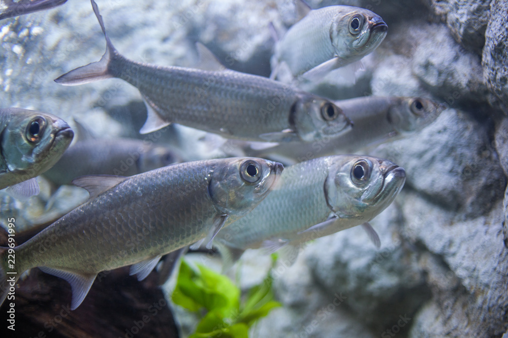 Water fish in Asian Aquarium Water fish in Asian Aquarium