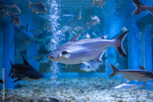 Water fish in Asian Aquarium