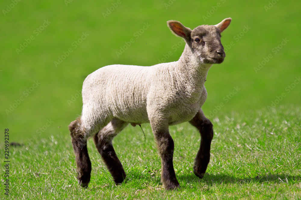 Young lamb, white with black legs and face