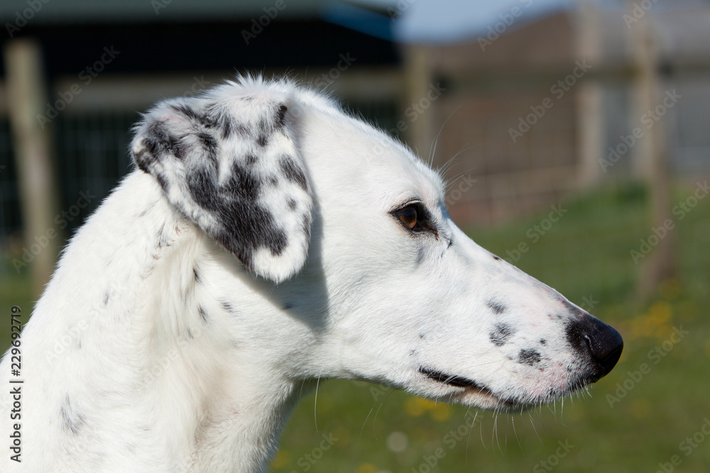 Dog profile, portrait of white lurcher or saluki with black spots