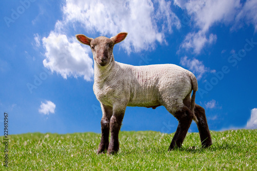 White lamb with black face and legs standing on grass under a blue cloudy sky