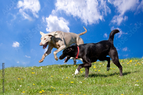 Photography Two dogs running and playing , against blue sky