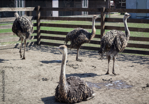 Group of african ostrich on rural bird farm ranch in village