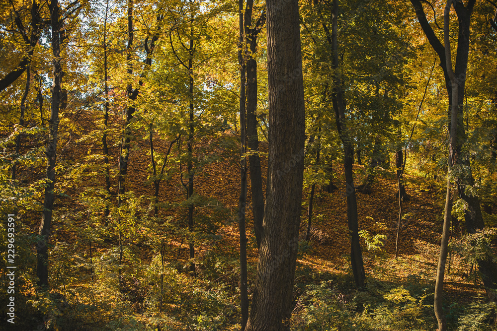 Travel concept. Beautiful forest at autumn time 