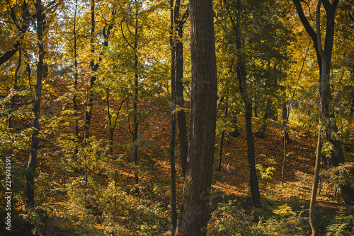 Travel concept. Beautiful forest at autumn time 