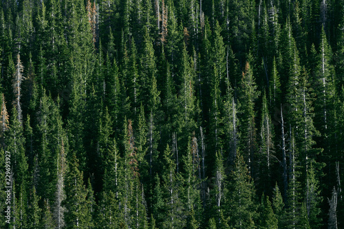 Evergreens in Colorado Rocky Mountains