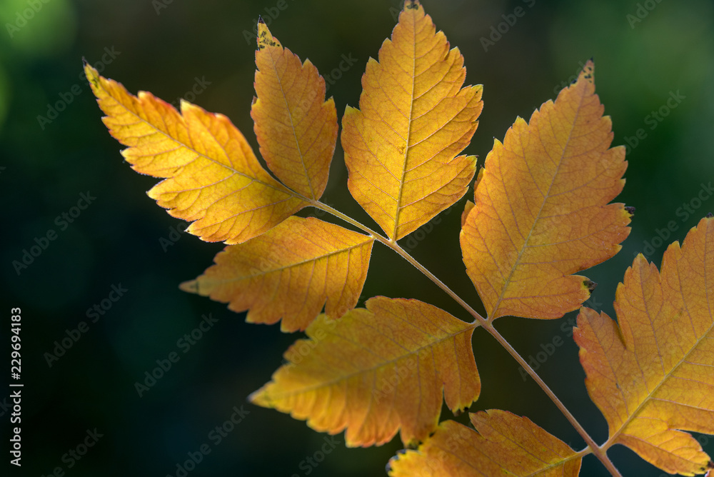 Obraz premium Autumn Leaves