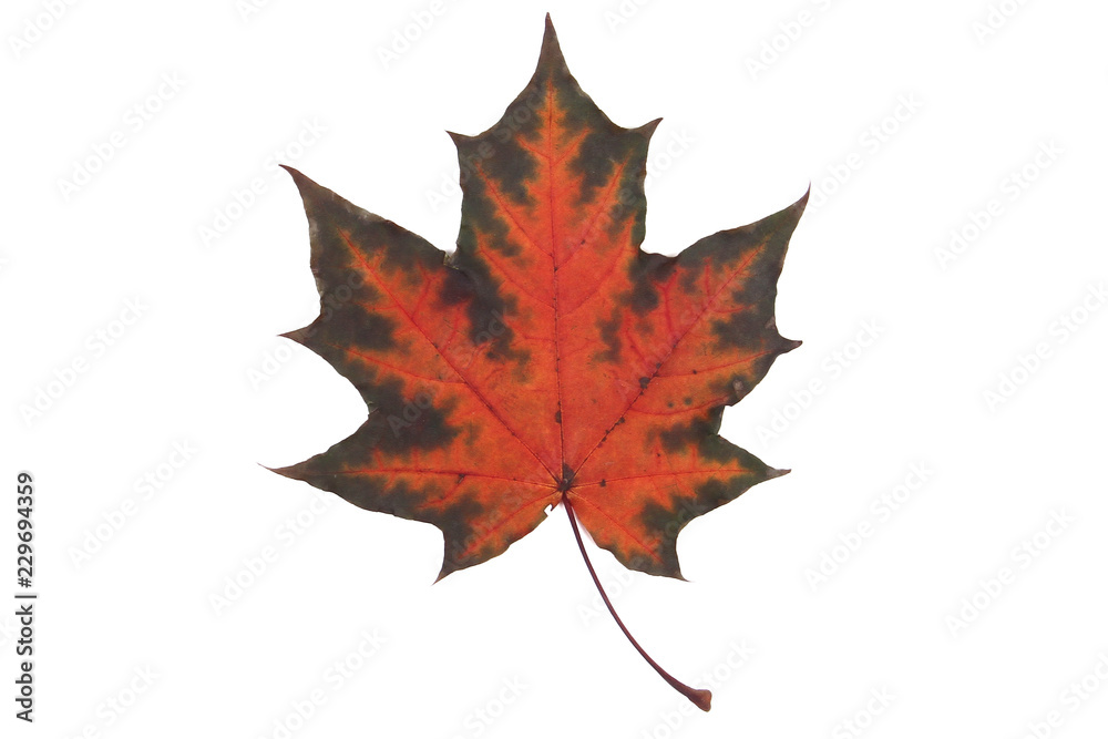 Orange-green leaf on white background Orange-green leaf on white background