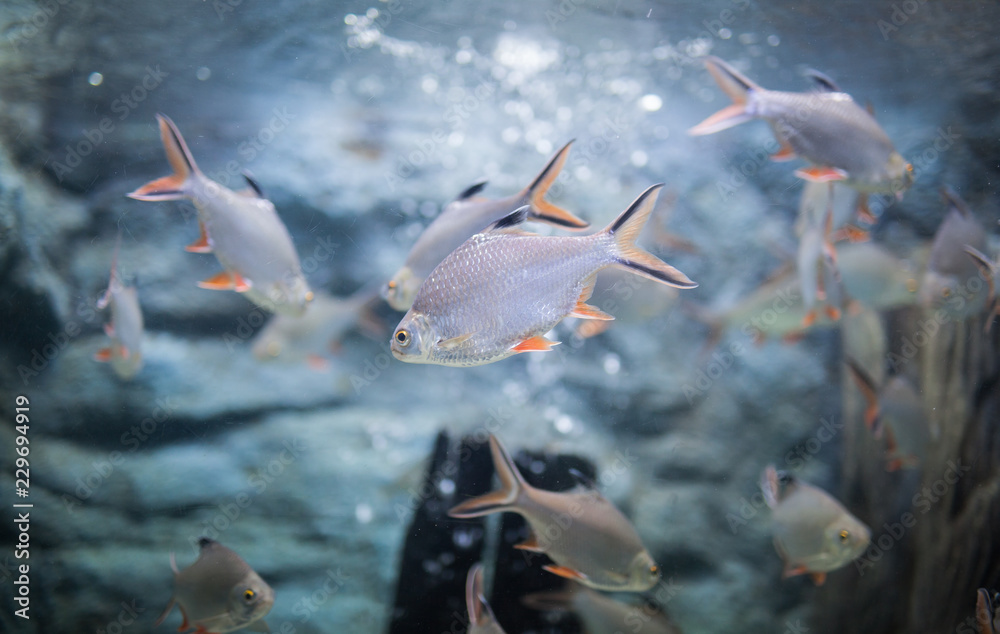 Fototapeta premium Water fish in Asian Aquarium