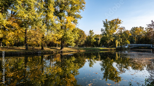 forest in autumn in the park, green grass and fallen leaves