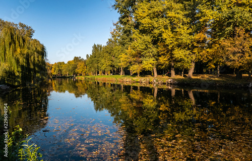 forest in autumn in the park, green grass and fallen leaves