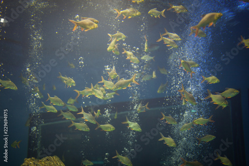 Fototapeta Naklejka Na Ścianę i Meble -  Water fish in Asian Aquarium