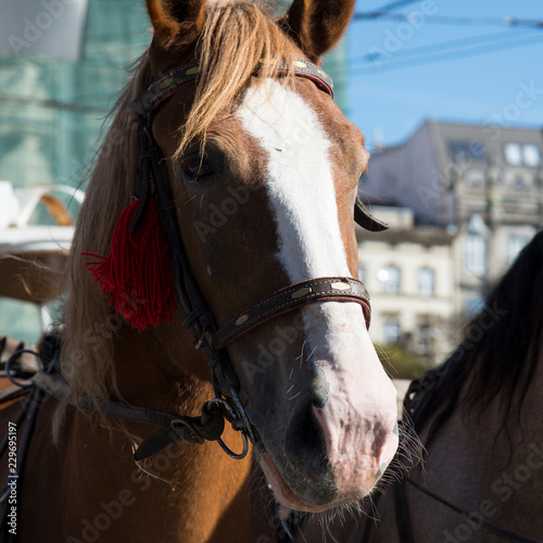 Horses in old city. Lviv. Ukraine