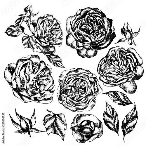 Beautiful graphic set with flowers rose and leaves. 